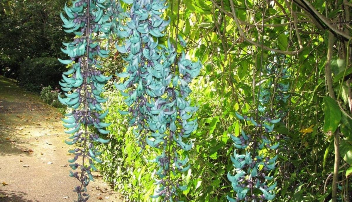 En el mundo, existe un buen número de flores raras.