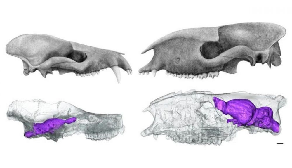 Cráneos y endomoldes de mamíferos placentarios del Paleoceno. Cráneos y endomoldes de mamíferos placentarios del Paleoceno.