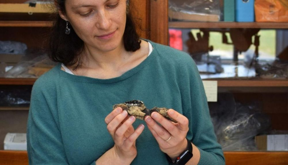 La doctora Ornella Bertrand, mirando el cráneo fósil de un mamífero que vivió durante el Paleoceno. La doctora Ornella Bertrand, mirando el cráneo fósil de un mamífero que vivió durante el Paleoceno.