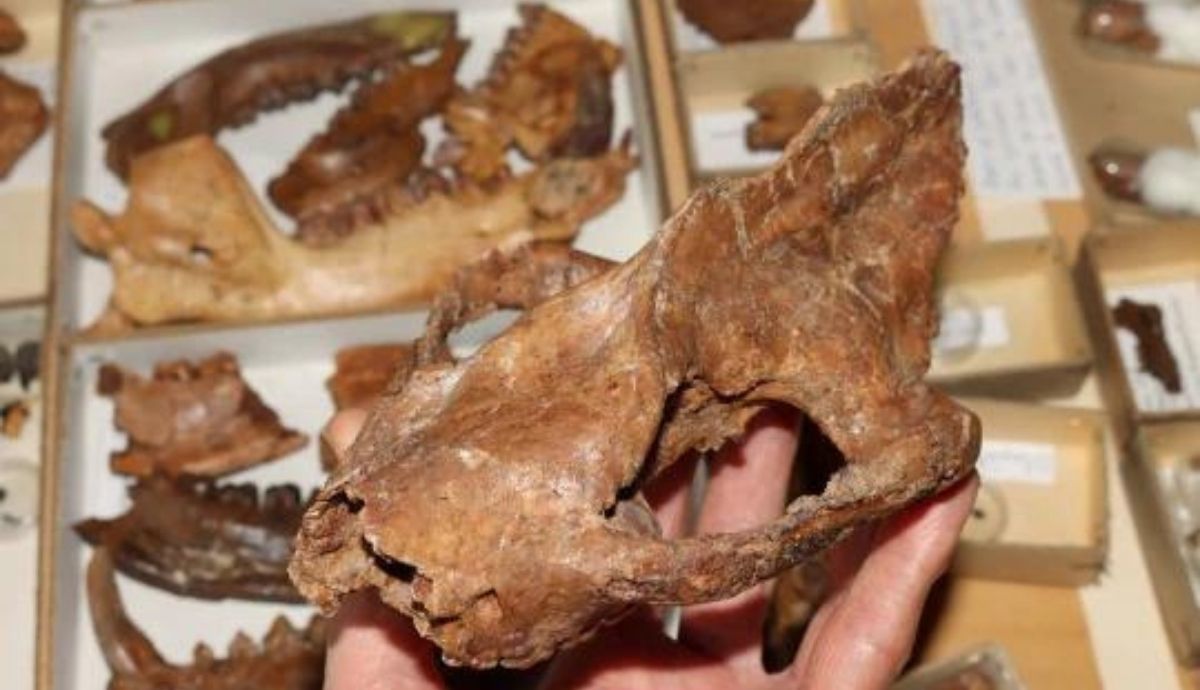 Cráneo de mamífero del Paleoceno Arctocyon primaevus, un depredador carnívoro.
