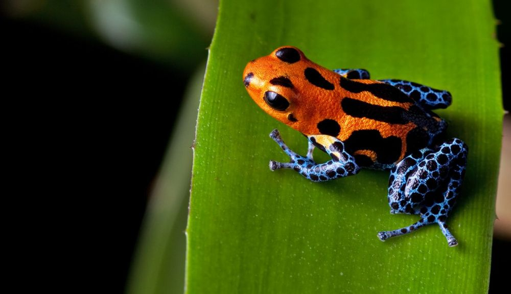 Las ranas dardo venenosas reciben su nombre de las toxinas que secretan de su piel. Las ranas dardo venenosas reciben su nombre de las toxinas que secretan de su piel.