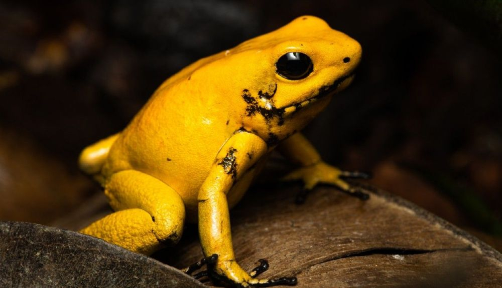 Una rana venenosa dorada (Phyllobates terribilis). Una rana venenosa dorada (Phyllobates terribilis).