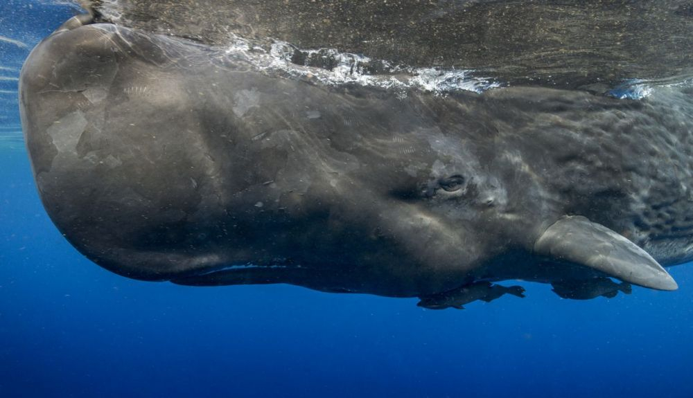 Los cachalotes usan la ecolocalización para cazar calamares en las profundidades del mar Los cachalotes usan la ecolocalización para cazar calamares en las profundidades del mar