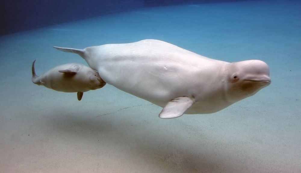 Los delfines se encuentran en el grupo de los odontocetos. Los delfines se encuentran en el grupo de los odontocetos.