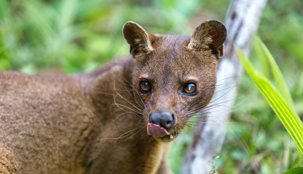 Estudios moleculares recientes han colocado a la fosa de Madagascar en la familia Eupleridae. Estudios moleculares recientes han colocado a la fosa de Madagascar en la familia Eupleridae.