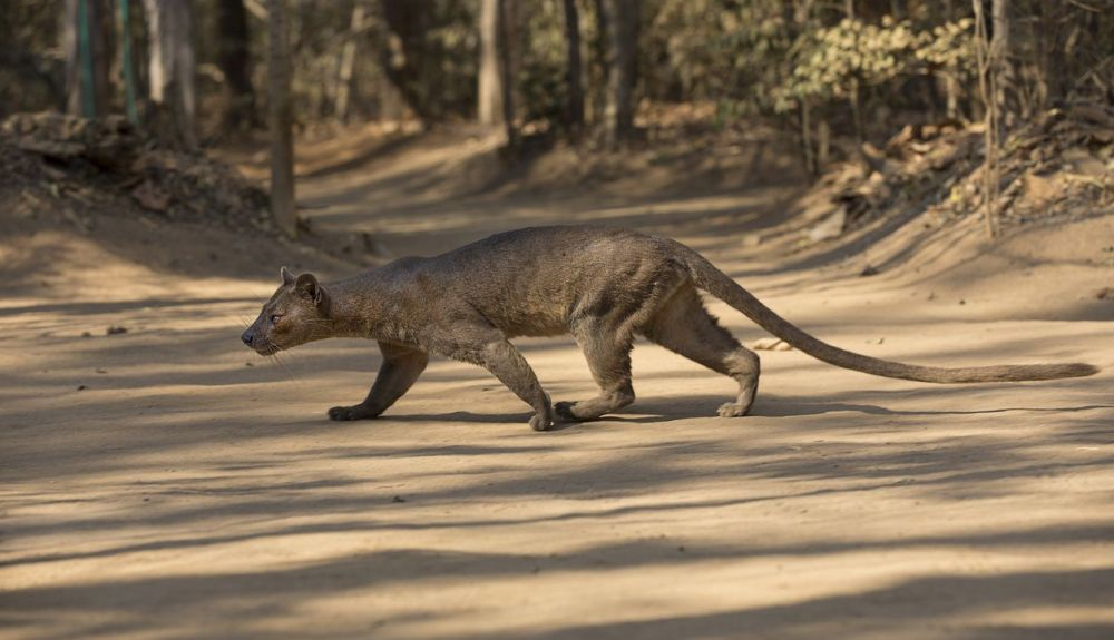Las fosas se consideran animales solitarios. Las fosas se consideran animales solitarios.