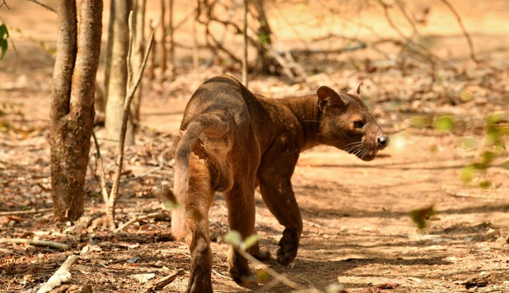 Las fosas pasan por una masculinización transitoria, exclusiva de esta especie. Las fosas pasan por una masculinización transitoria, exclusiva de esta especie.