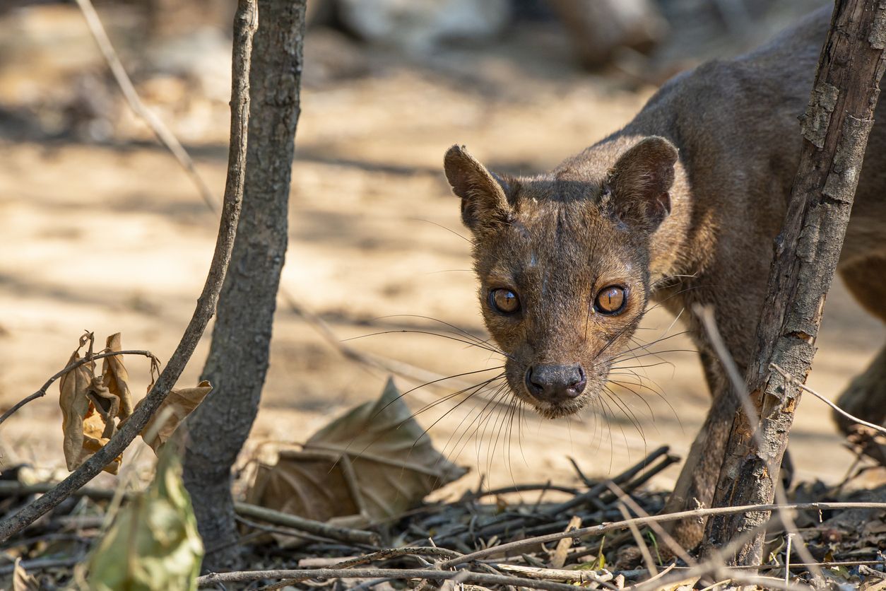 La fosa de Madagascar parece un cruce entre un gato, un perro y una mangosta.