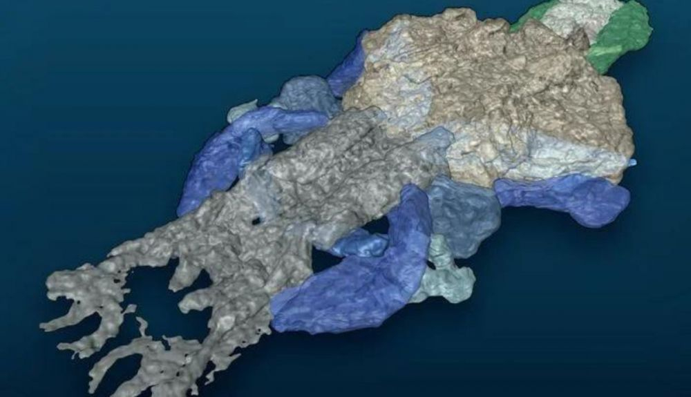 El cráneo reconstruido de Palaeospondylus.