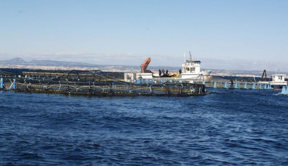 Los atunes son trasladados a granjas de acuicultura, que se encuentran en mar abierto en la Región de Murcia. Los atunes son trasladados a granjas de acuicultura, que se encuentran en mar abierto en la Región de Murcia.