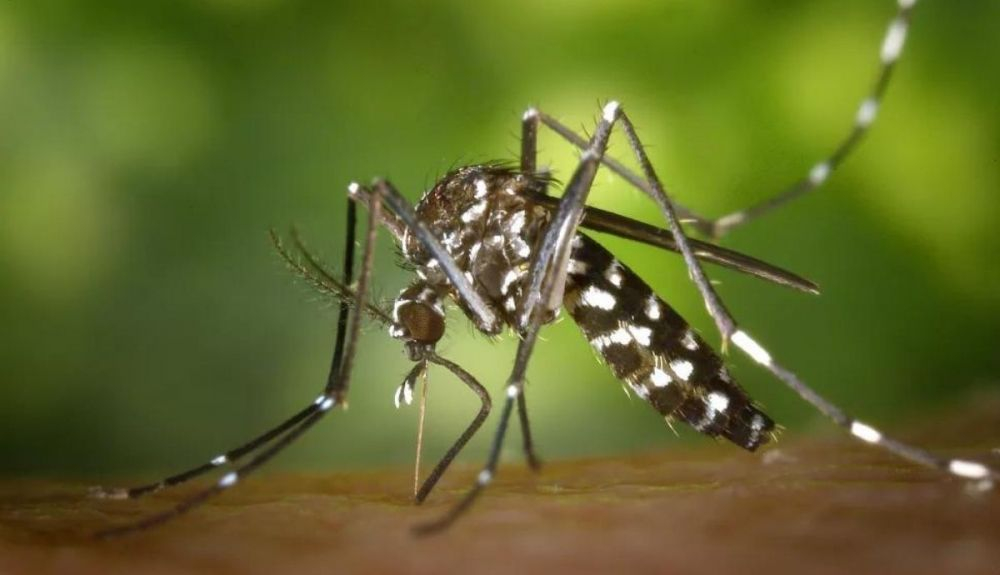 La Asociación Médica Estadounidense ha informado sobre un aumento en las enfermedades transmitidas por mosquitos.