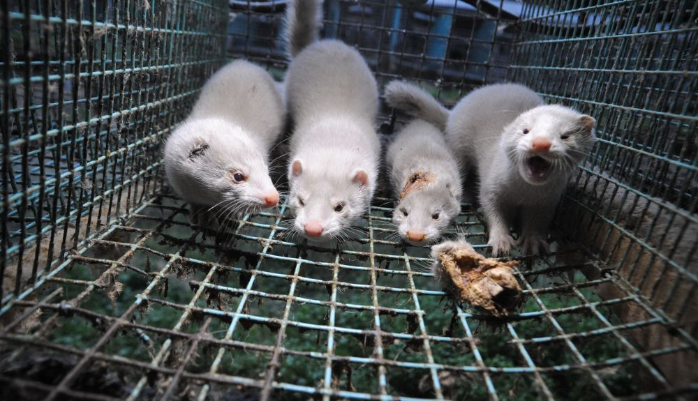 Sesenta organizaciones de protección animal han puesto en marcha una iniciativa ciudadana europea para acabar con las granjas peleteras. Sesenta organizaciones de protección animal han puesto en marcha una iniciativa ciudadana europea para acabar con las granjas peleteras.