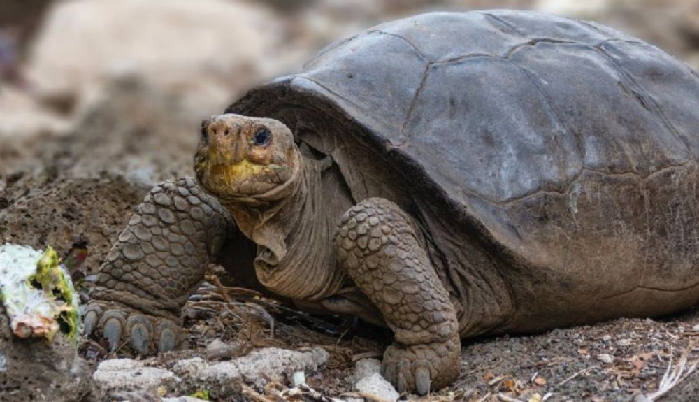 La tortuga Fernanda fue descubierta en la Isla Fernandina en 2019.