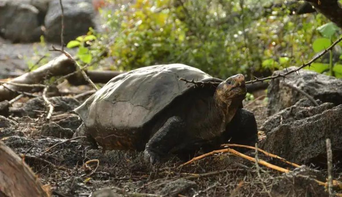 Los expertos esperan que este ejemplar de tortuga no sea el único en la isla.
