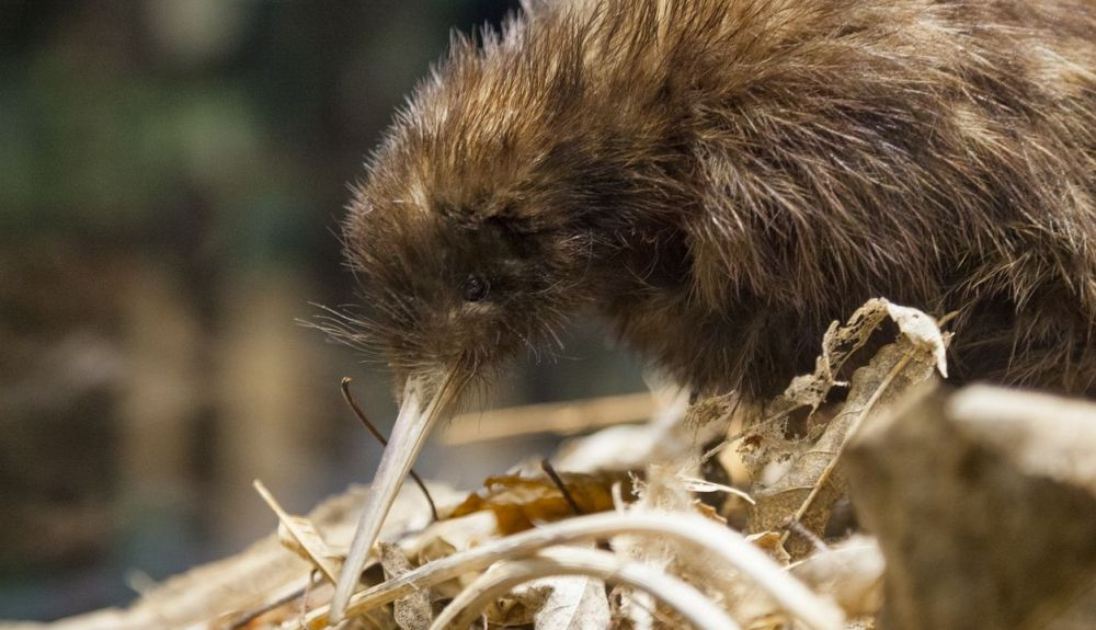 El kiwi tiene poca defensa contra depredadores invasivos, como armiños y hurones El kiwi tiene poca defensa contra depredadores invasivos, como armiños y hurones