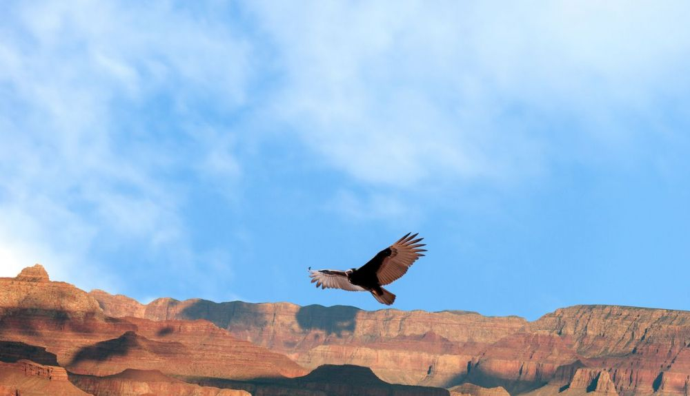 Cóndor Californiano, sobrevolando el Gran Cañón en Arizona. Cóndor Californiano, sobrevolando el Gran Cañón en Arizona.