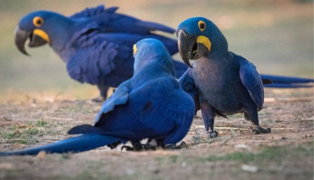 El guacamayo jacinto ahora se encuentra principalmente en áreas pequeñas, como el estado de Pará. El guacamayo jacinto ahora se encuentra principalmente en áreas pequeñas, como el estado de Pará.