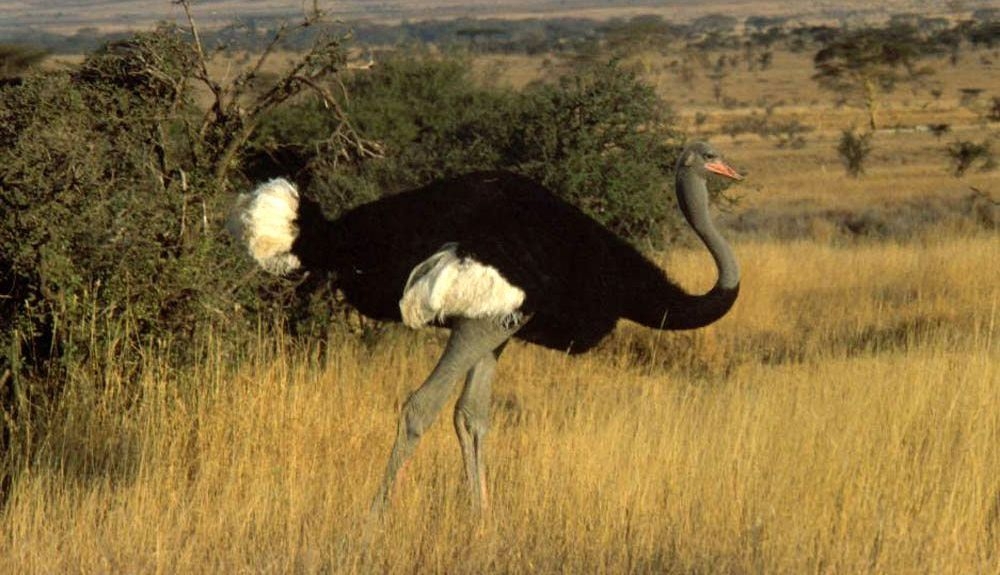 El avestruz del norte de África es el ave más grande del mundo. El avestruz del norte de África es el ave más grande del mundo.