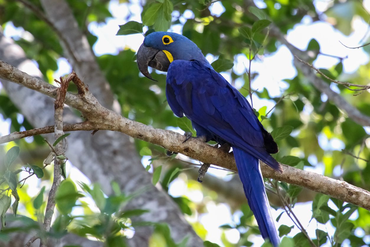 Existen muchas aves en peligro de extinción que necesitan urgentemente ser salvadas.