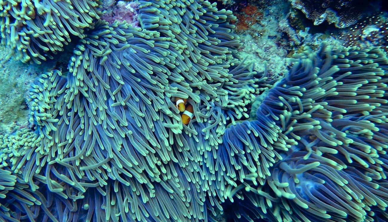 Los cambios en el clima del pasado y la distribución del hábitat de aguas poco profundas han dado forma a la distribución actual de los arrecifes de coral.