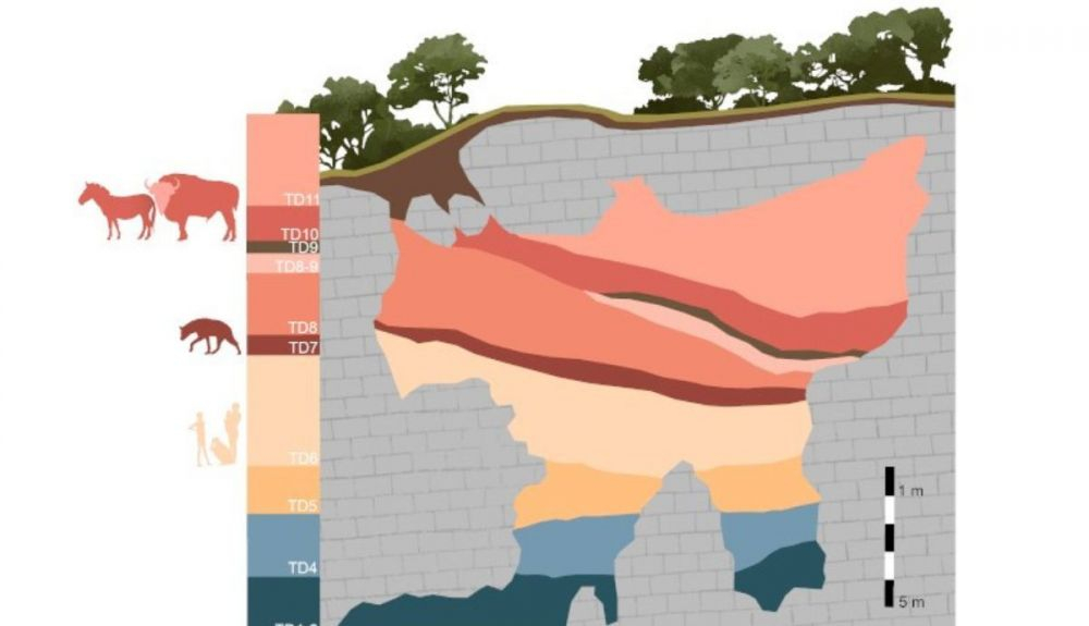 Ilustración del relleno de sedimentos y los diferentes niveles arqueopaleoontológicos del yacimiento de la Gran Dolina. Ilustración del relleno de sedimentos y los diferentes niveles arqueopaleoontológicos del yacimiento de la Gran Dolina.