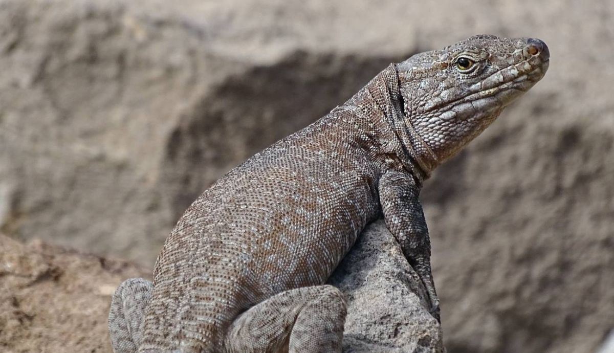 Lagarto gigante de Tenerife.