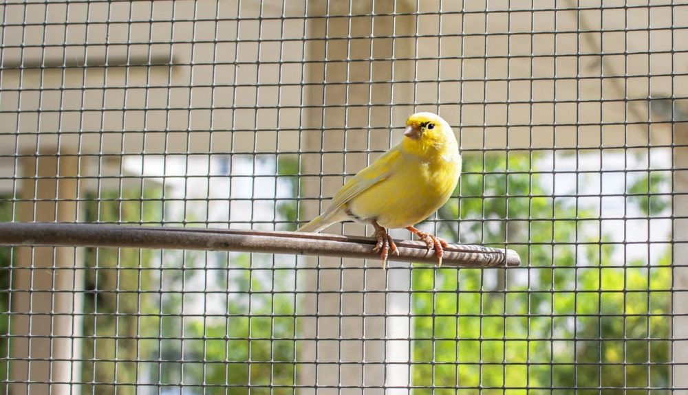 El canario doméstico (Serinus canaria domestica) es una subespecie de aves del orden paseriforme que desciende del Serinus canaria o canario silvestre El canario doméstico (Serinus canaria domestica) es una subespecie de aves del orden paseriforme que desciende del Serinus canaria o canario silvestre