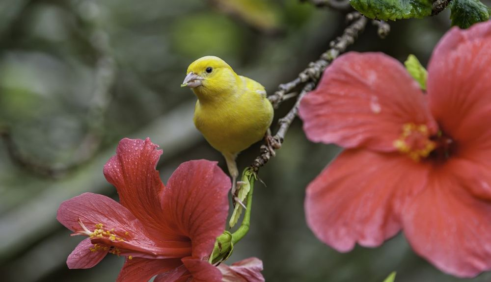 En 2009, se descubrió que las hembras de los pájaros canarios también cantan. En 2009, se descubrió que las hembras de los pájaros canarios también cantan.