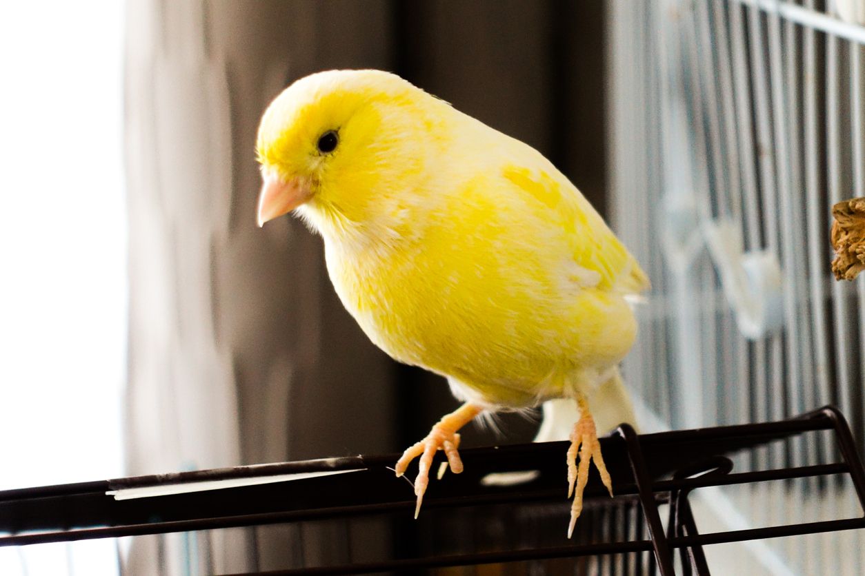 Una de las características de los pájaros canarios es su color amarillo, aunque también existen de otros tonos.