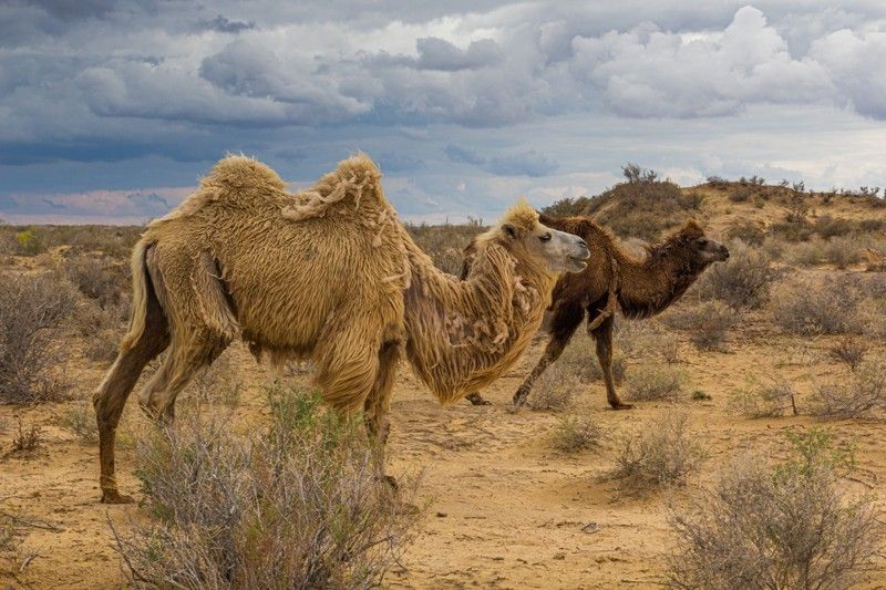 La propagación de los desiertos en Uzbekistán y los países vecinos alterará la composición de los ecosistemas.