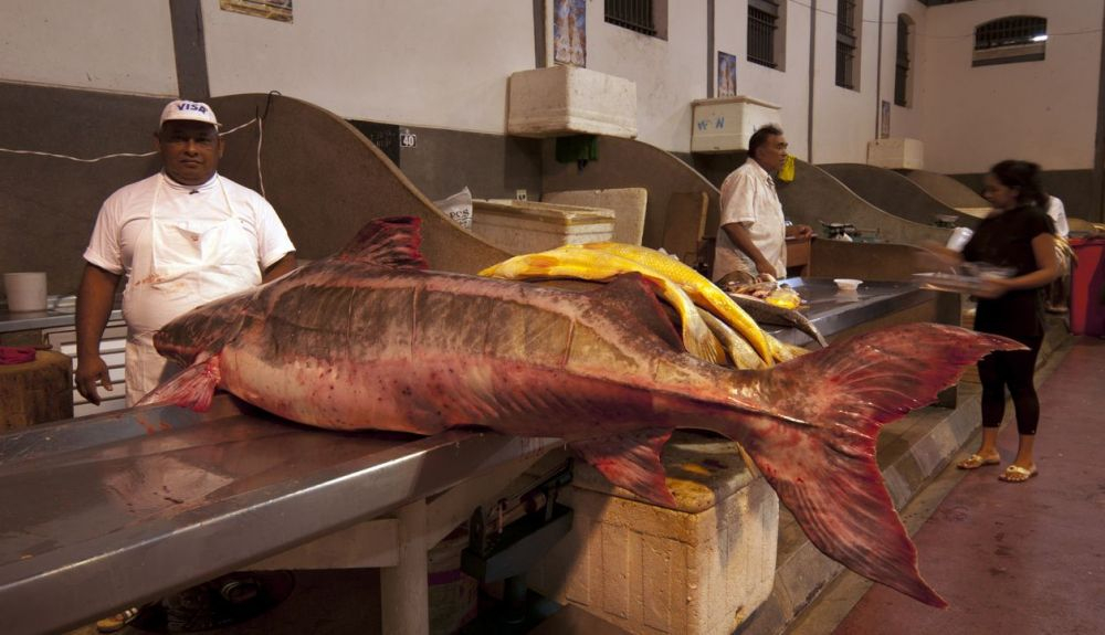 Mercado de pescado en el amazonas. Mercado de pescado en el amazonas.