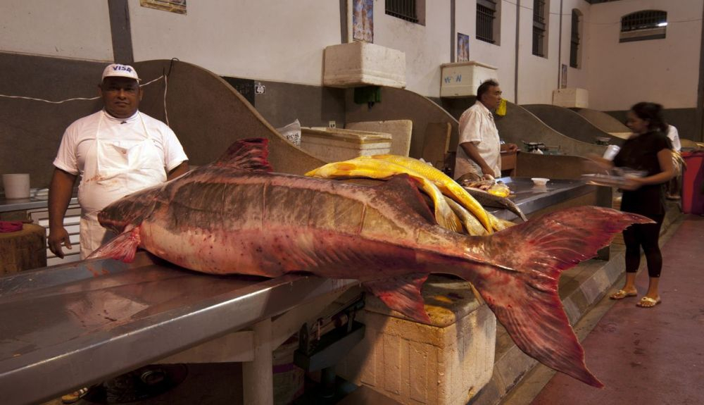 Mercado de pescado en el amazonas.