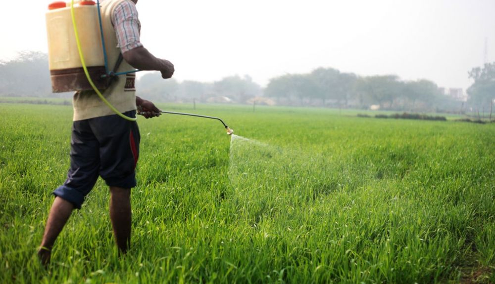 Campesino fertilizando un campo de trigo. Campesino fertilizando un campo de trigo.