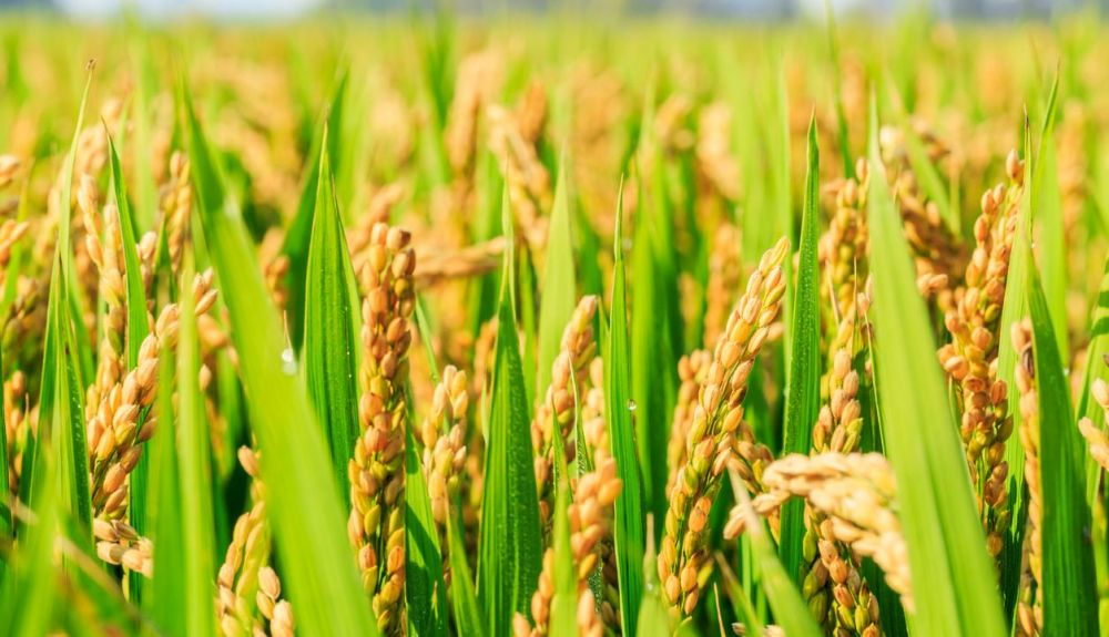 Ciertas plantas, como pastos, sorgo o arroz, son capaces de liberar moléculas a través de sus raíces. que impiden el crecimiento de los microorganismos nitrificantes. Ciertas plantas, como pastos, sorgo o arroz, son capaces de liberar moléculas a través de sus raíces. que impiden el crecimiento de los microorganismos nitrificantes.
