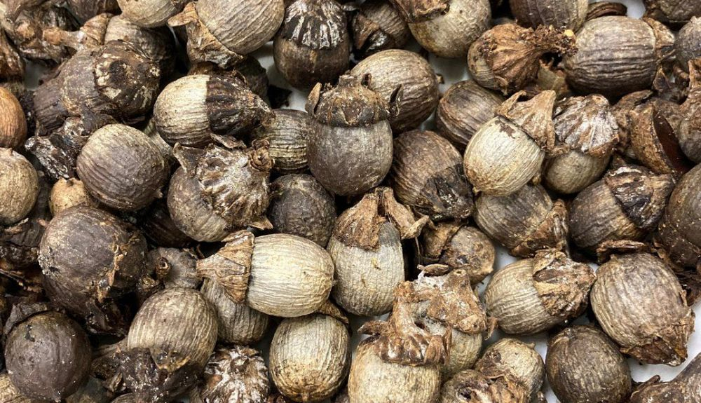 El pasajero dijo que las vainas de semillas eran para té medicinal. El pasajero dijo que las vainas de semillas eran para té medicinal.