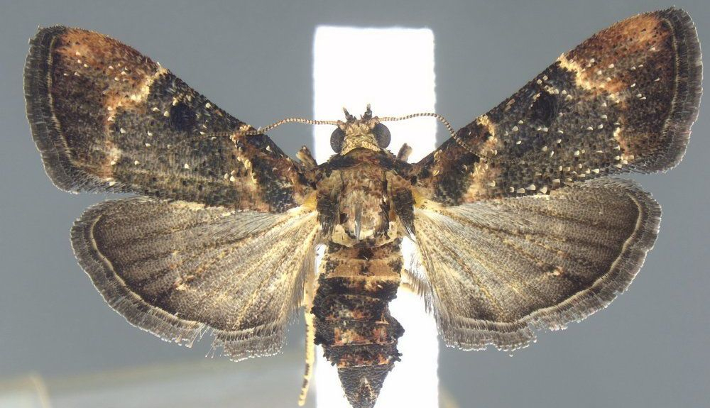 Salma brachyscopalis Hampson Salma brachyscopalis Hampson