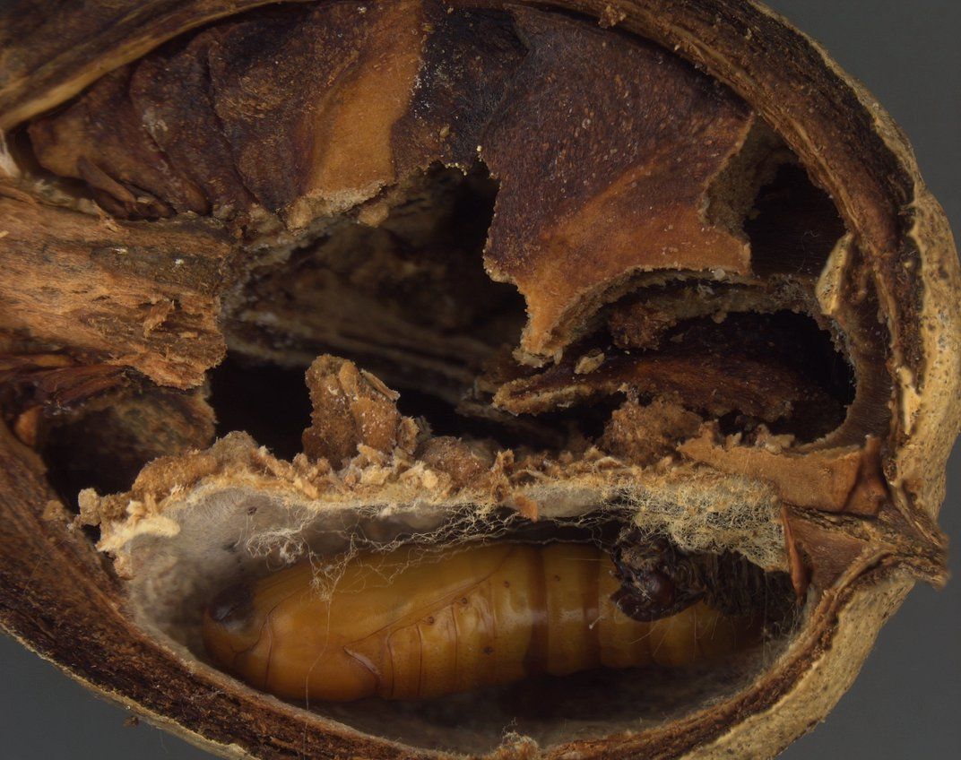 Las vainas de semillas contenían larvas de un raro insecto.