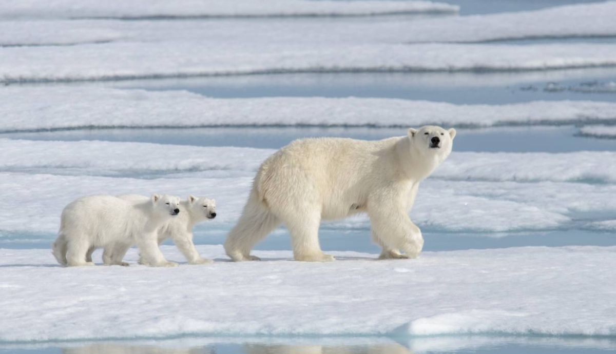 Los cazadores groenlandeses sí sabían que existía esta población de osos polares.
