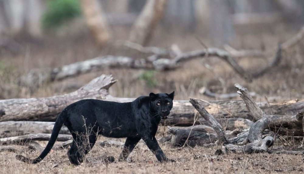 Se cree que el leopardo negro está presente a lo largo del ecuador en África occidental, central y oriental. Se cree que el leopardo negro está presente a lo largo del ecuador en África occidental, central y oriental.