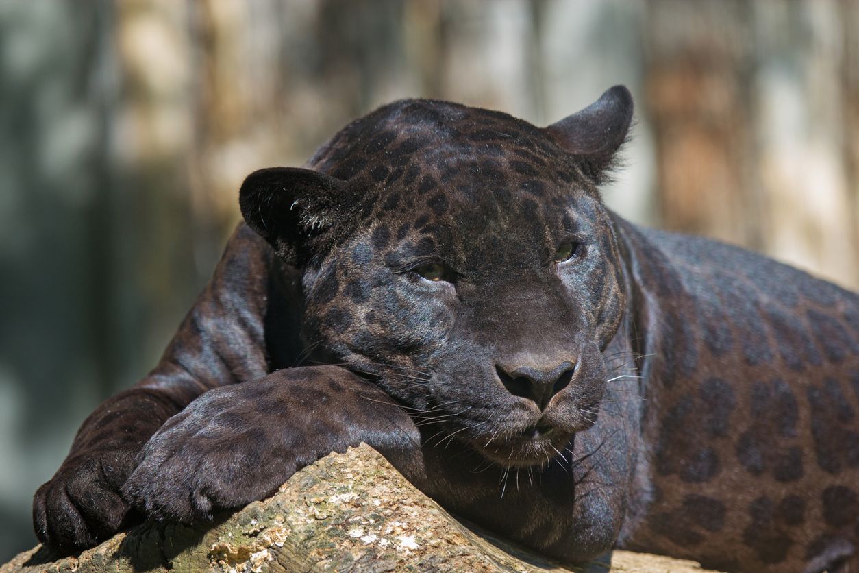 El leopardo negro es un raro mamífero que se puede encontar en determinadas zonas de Asia y África.