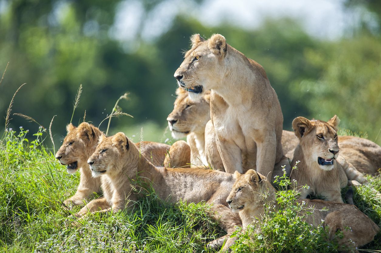 De media, una manada de leones se compone de dos o tres machos y de 5 a 10 hembras.