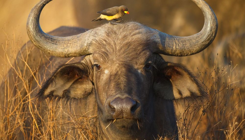 Los búfalos africanos (Syncerus caffer) son los principales huéspedes de la enfermedad en este parque de Sudáfrica. Los búfalos africanos (Syncerus caffer) son los principales huéspedes de la enfermedad en este parque de Sudáfrica.