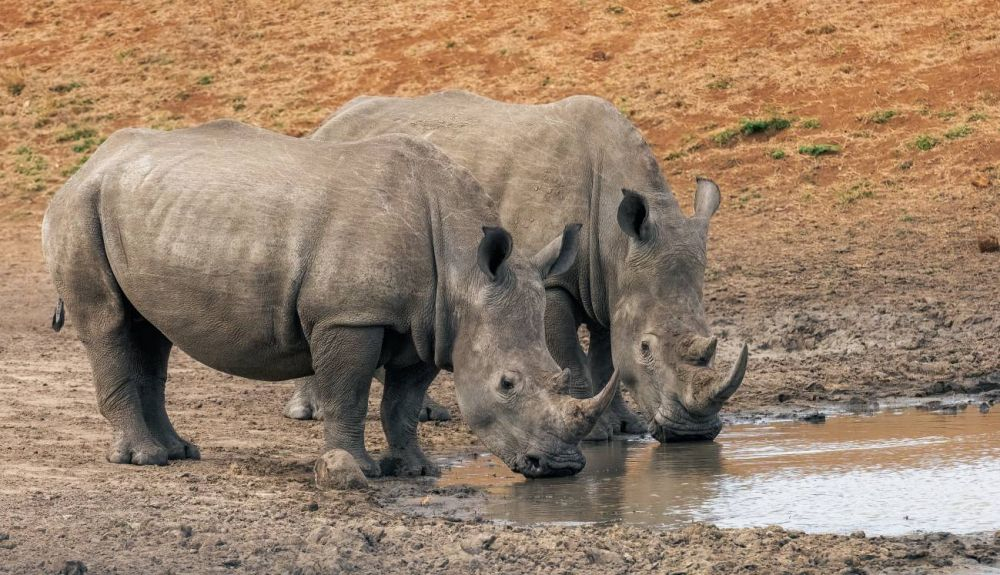 Los rinocerontes usan recursos, como pastos, alimentos o pozos de agua, que están contaminados por animales infectados. Los rinocerontes usan recursos, como pastos, alimentos o pozos de agua, que están contaminados por animales infectados.