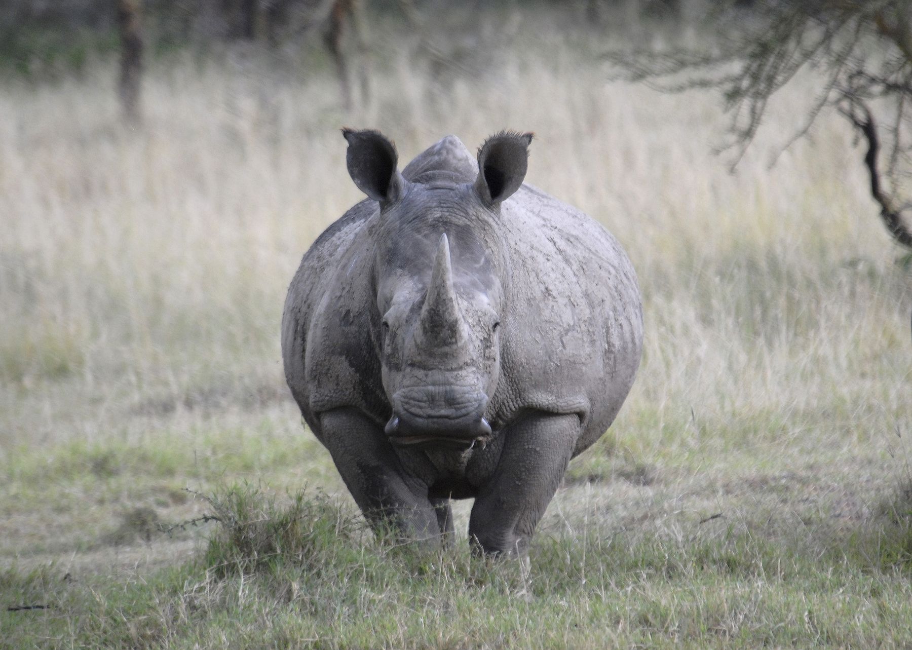 Los rinocerontes africanos están enfermando de tuberculosis bovina en el Parque Nacional Kruger.