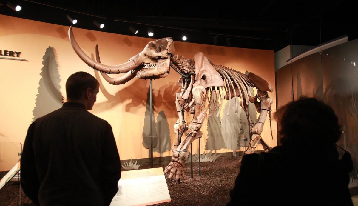 Fred el Mastodonte se encuentra en exhibición en el Museo Estatal de Indiana.