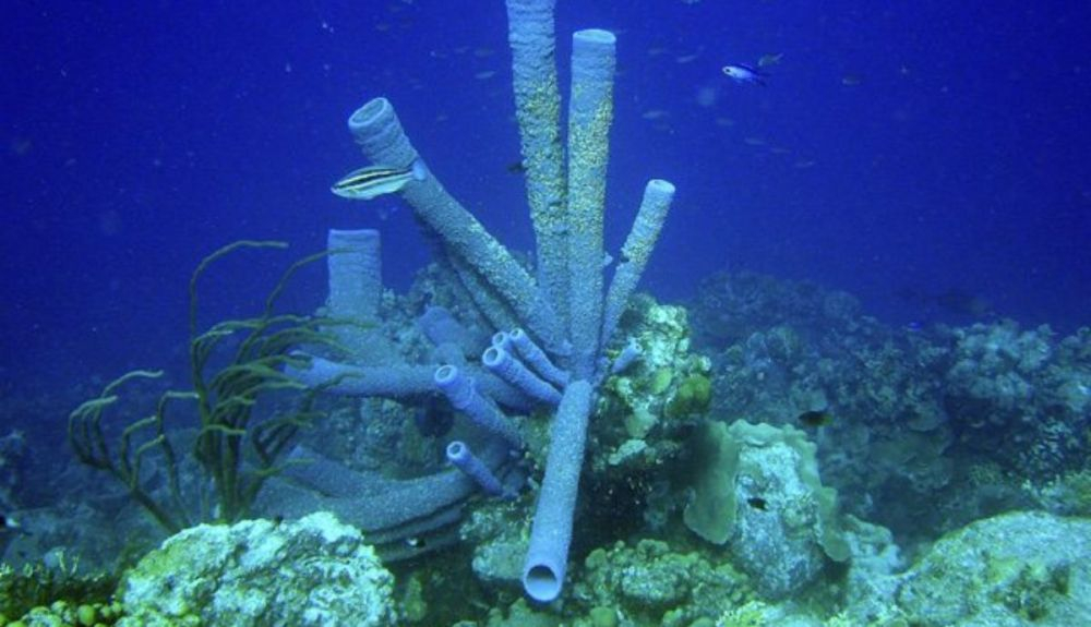 La esponja de tubo se encuentra en los arrecifes de coral. La esponja de tubo se encuentra en los arrecifes de coral.
