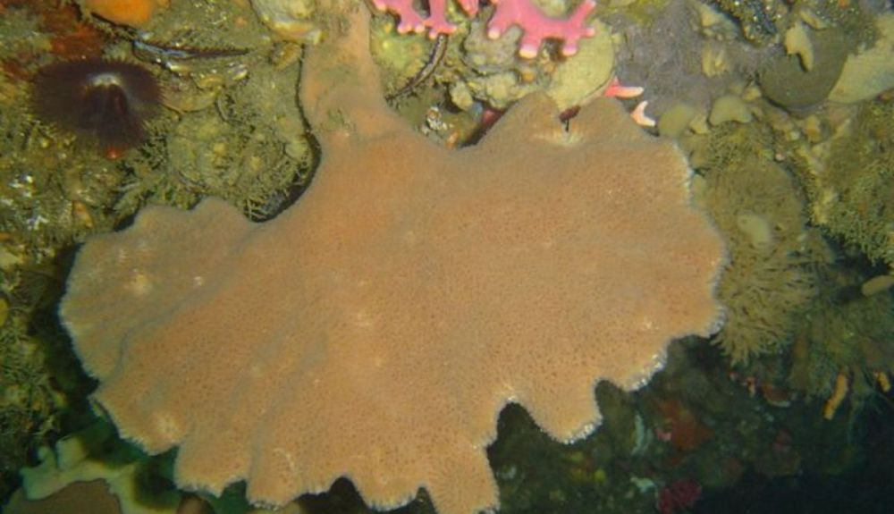 Las esponjas abanico pueden encontrarse en plataformas rocosas. Las esponjas abanico pueden encontrarse en plataformas rocosas.