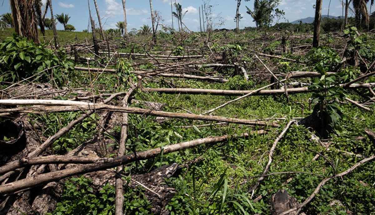 La deforestación, en lugares como la Amazonía, contribuye a la pérdida de biodiversidad.