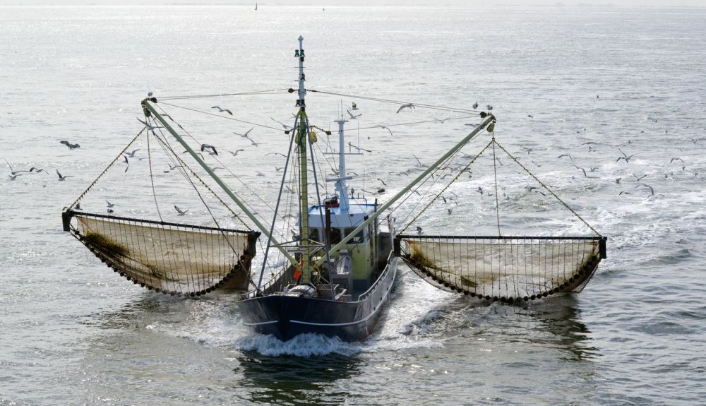 Según el informe, la pesca de arrastre presenta enormes costes ocultos. Según el informe, la pesca de arrastre presenta enormes costes ocultos.