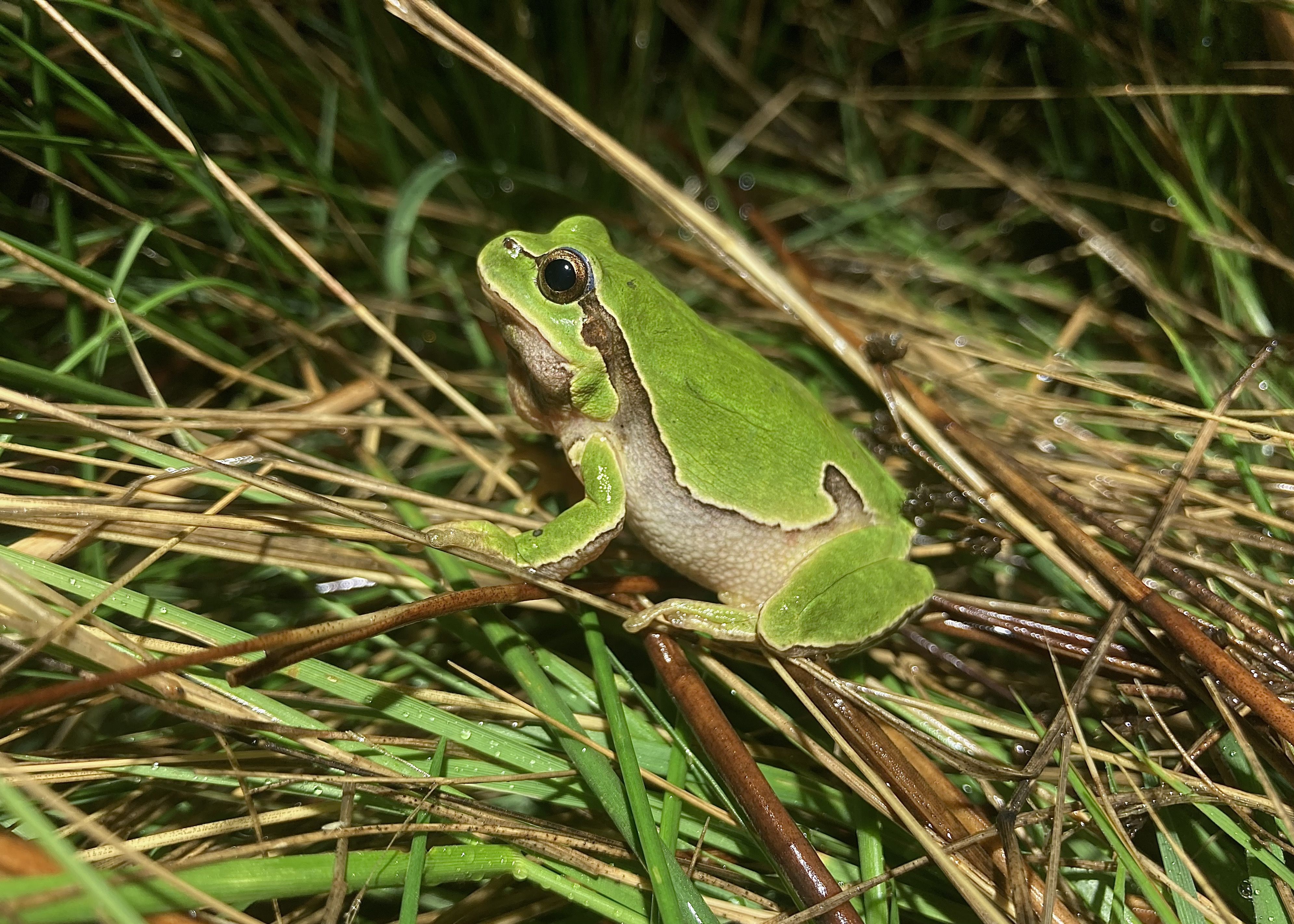 Hasta ahora, los datos sobre la esperanza de vida de los anfibios y reptiles eran muy limitados y casi siempre procedentes de animales en cautividad.